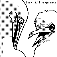gannets