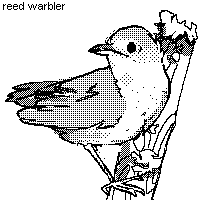 reed warbler
